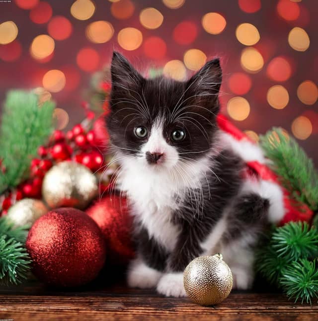 4KHqy4